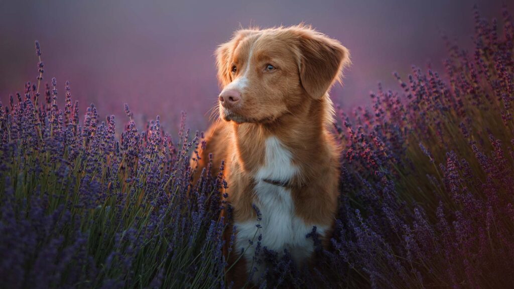 ZFU-Siegel für die Online-Weiterbildung „Coach für Mentale Aromatherapie für Hunde“