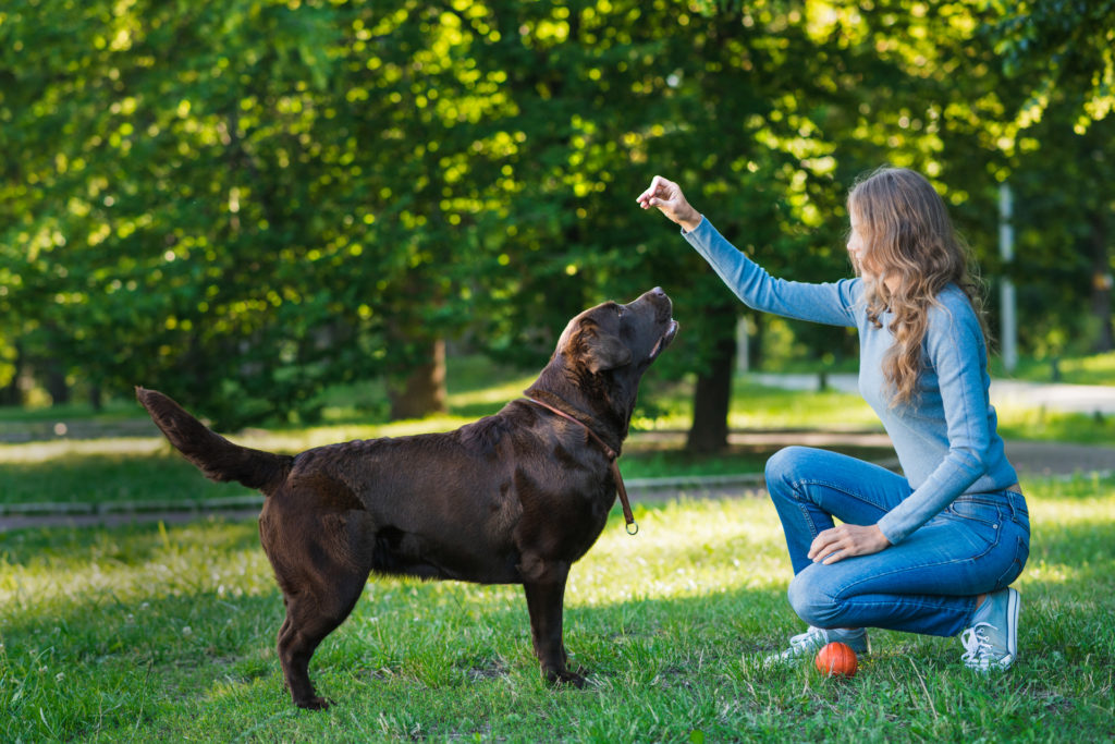 Frau kniet auf einer Wiese im Park und hält ein Leckerli über einen aufmerksamen dunkelbraunen Labrador, neben ihr liegt ein orangefarbener Ball, im Hintergrund Bäume und grünes Laub.