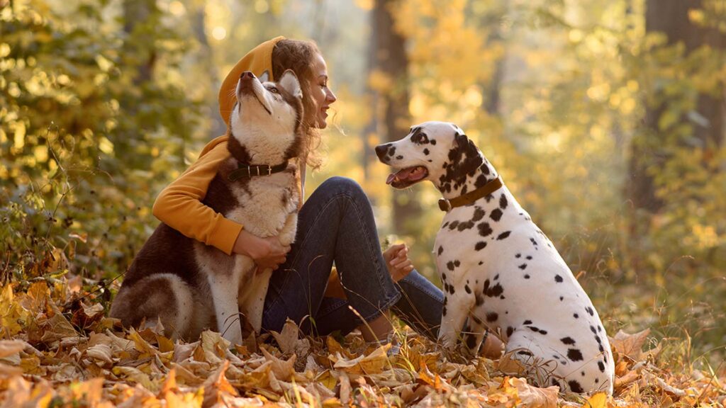 Bildlink zur Info-Seite „Coach für Waldbaden mit Hund“