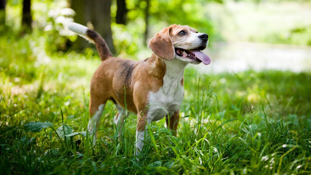 Bildlink zur Info-Seite „Mentalcoach Naturheilkunde für Hunde (3 in 1)“