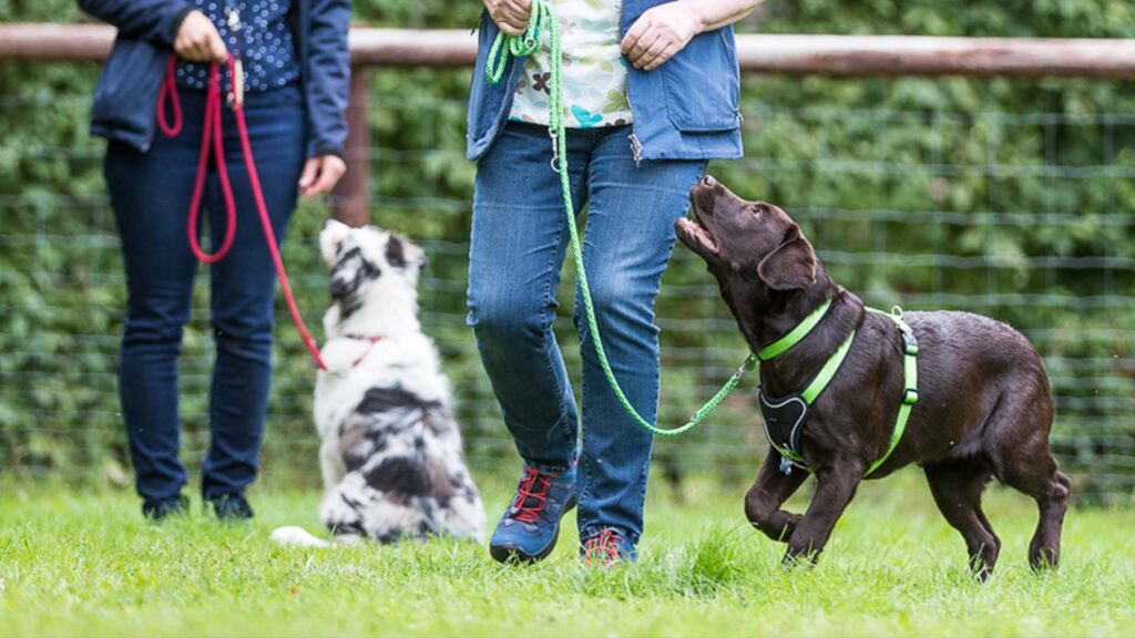 Hundehalter trainieren mit ihren Welpen unter Anleitung eines Welpencoaches auf einem Hundeplatz