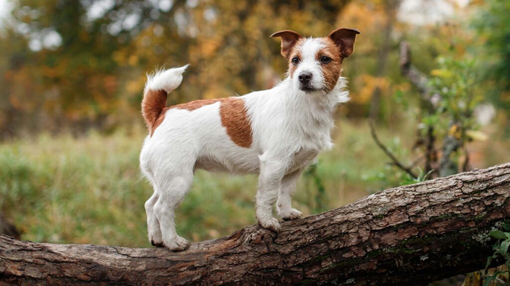 Bildlink zur Info-Seite „Coach für Mentale Phytotherapie für Hunde“