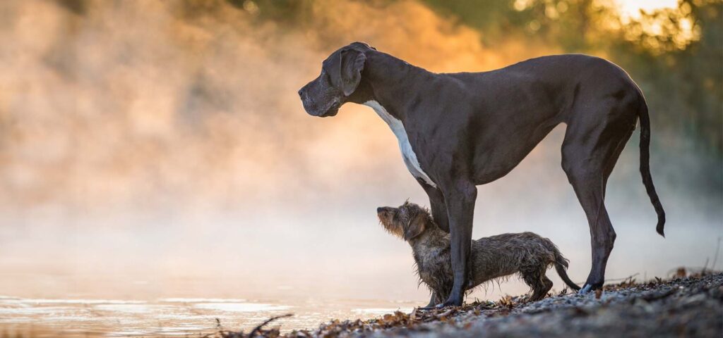 Button mit Link zur Übersichtsseite aller Hundetrainer-Ausbildungen bei Ziemer & Falke
