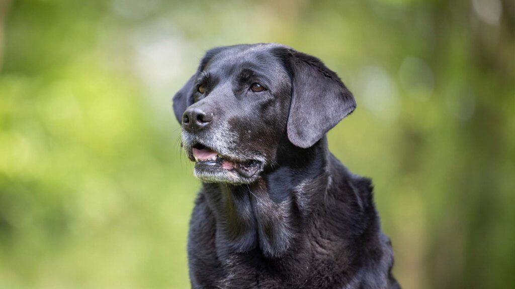 Bildlink zur Info-Seite „Geriatriecoach für Hunde“