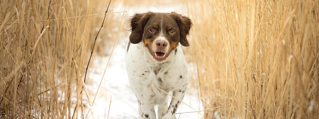 Auslastung für jagende Hunde - Jagdhund rennt durchs Feld