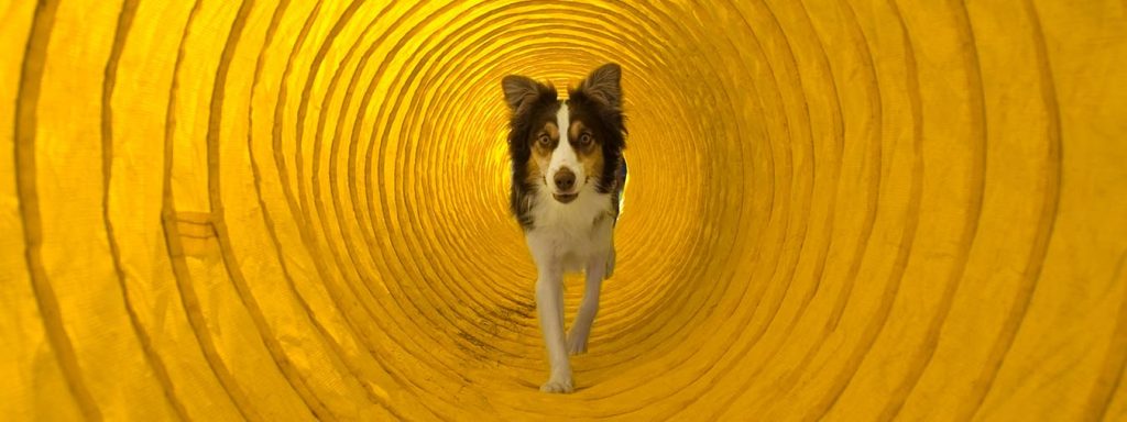 Degility - Hund läuft durch Tunnel