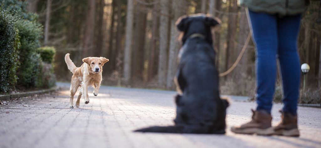 Freilaufender Hund stürmt auf Halter mit angeleintem Hund zu