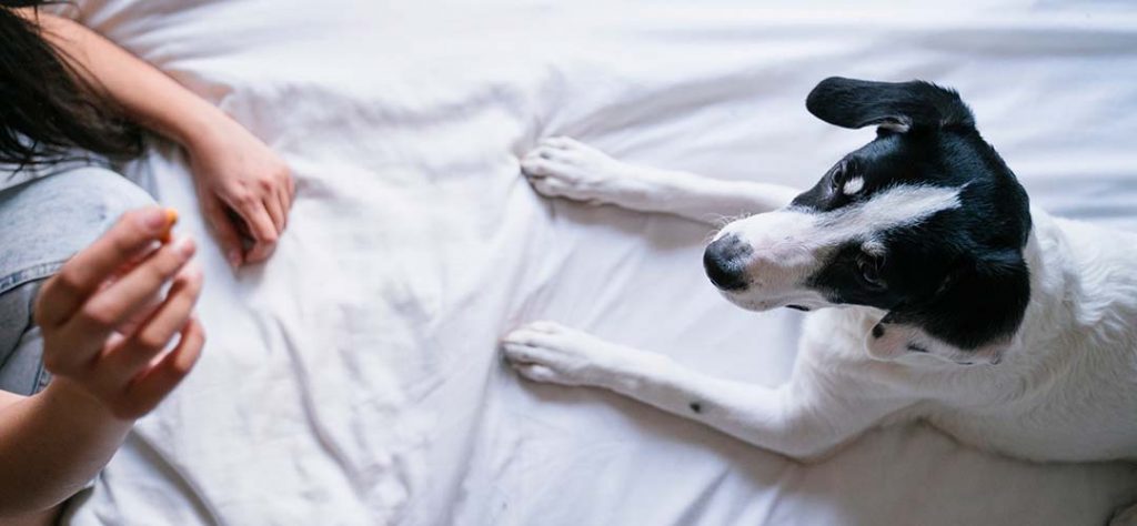 Ein Hund wartet darauf, dass seine Halterin ihm ein Leckerchen gibt