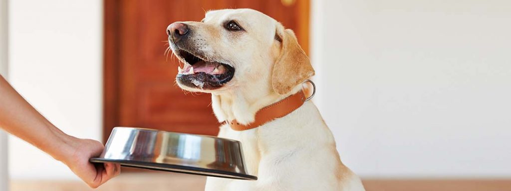 Futteraggression beim Hund - Halterin nimmt Labrador den leeren Napf weg