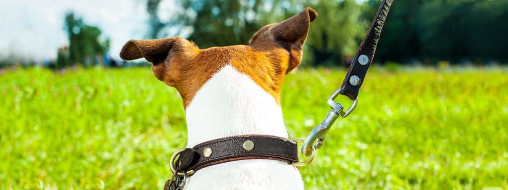 Jack-Russel-Terrier an der Leine im Grünen