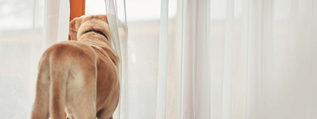 Territoriale Aggression - Hund schaut aus dem Fenster