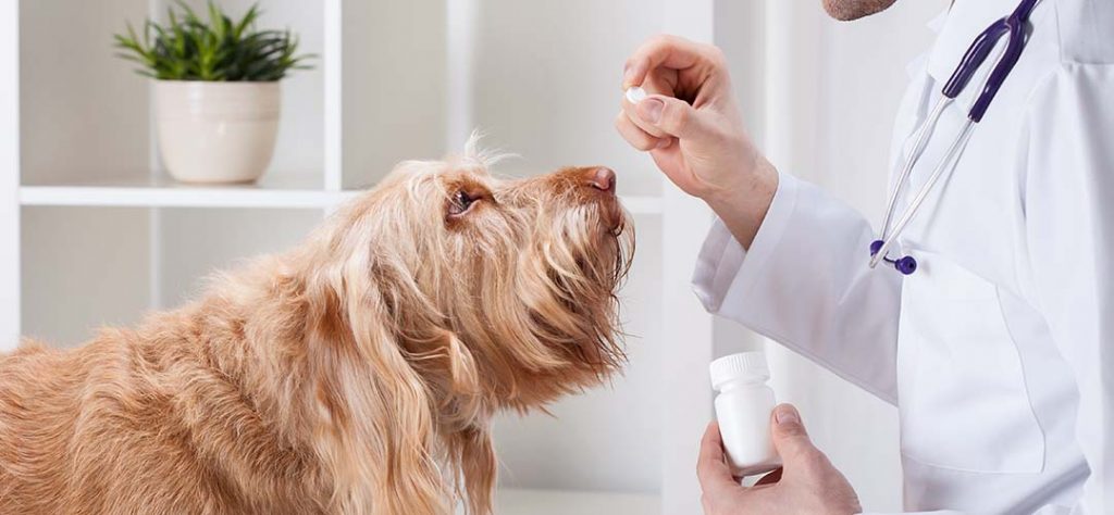 Tierarzt gibt einen Patientenhund Medizin