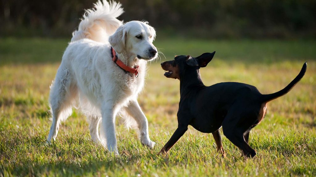Zwei Hunde stehen in aktiver Kommunikation auf einer grünen Wiese gegenüber