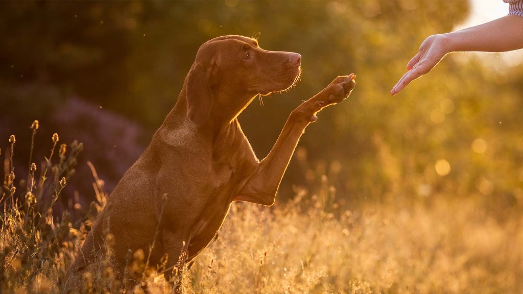 Ein Hund gibt auf Sichtzeichen seiner Halterin seine Pfote.