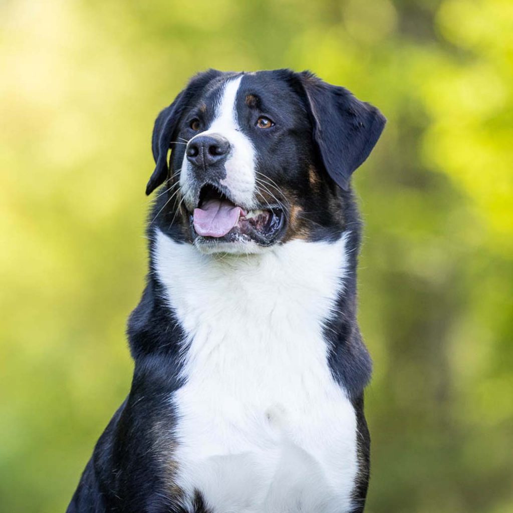 Portrait von Alfons, dem aktuellen Hundemaskottchen von Ziemer & Falke