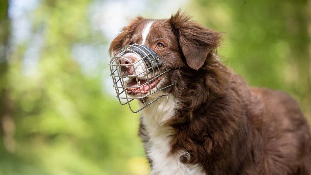 Fröhlich guckender Hund, der angeleint auf einem Waldweg steht und einen Maulkorb trägt.