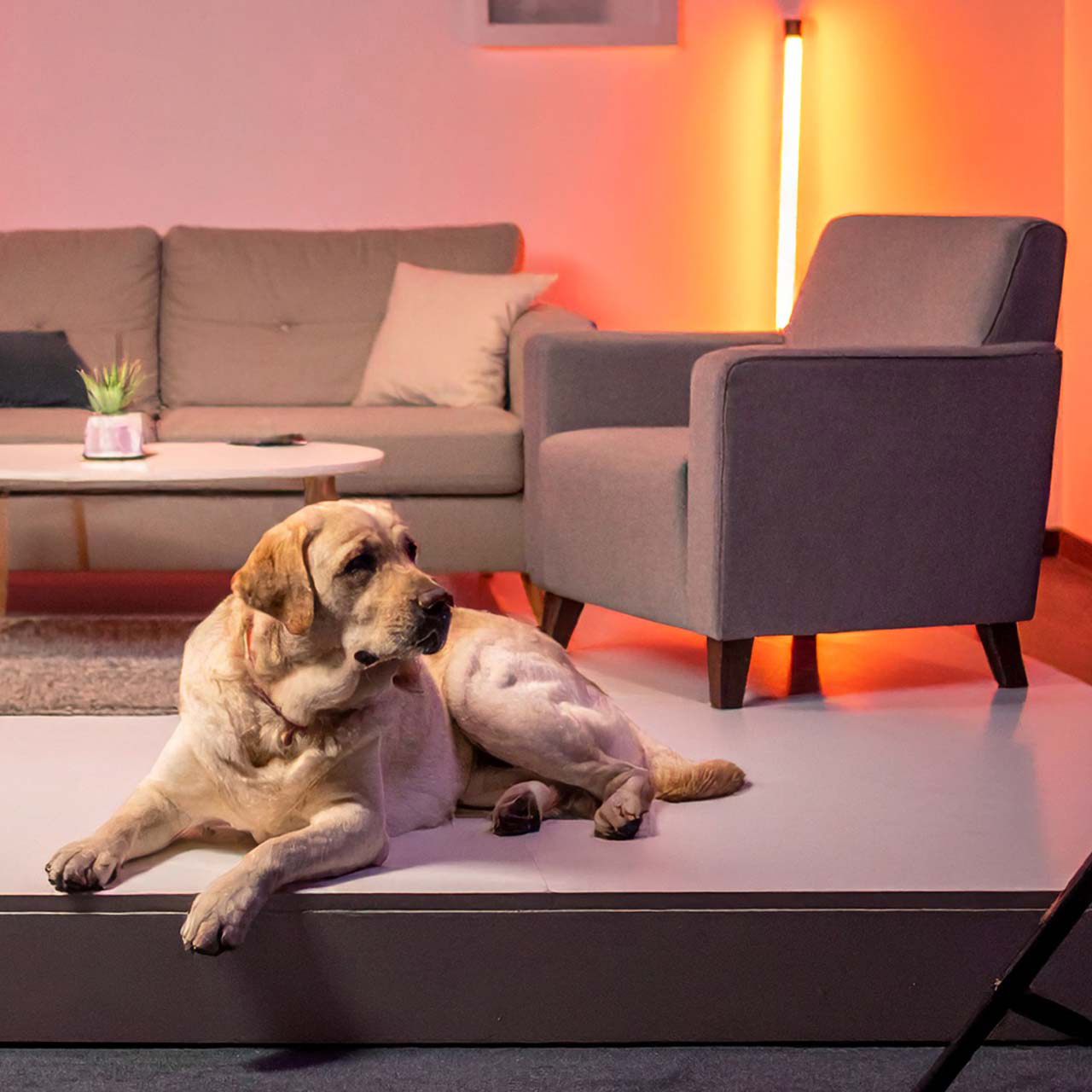 Ein blonder Labrador liegt im Filmstudio vor einem Wohnzimmer-Set
