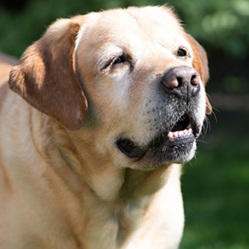 Wenn die Zeit des Vergessens kommt – Demenz bei Hunden