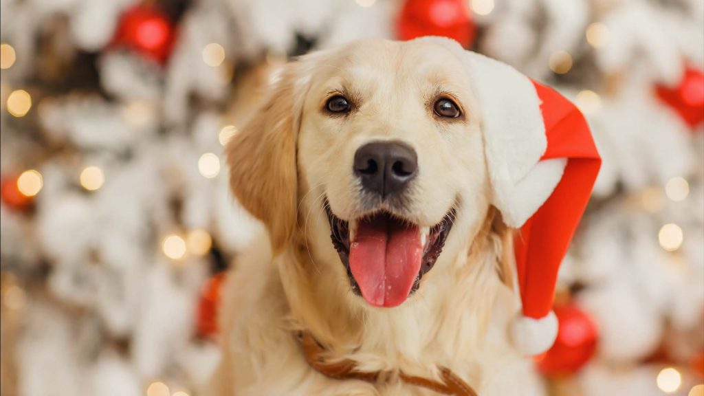 Hunde & Weihnachten: So gelingt Besuch ohne Stress
