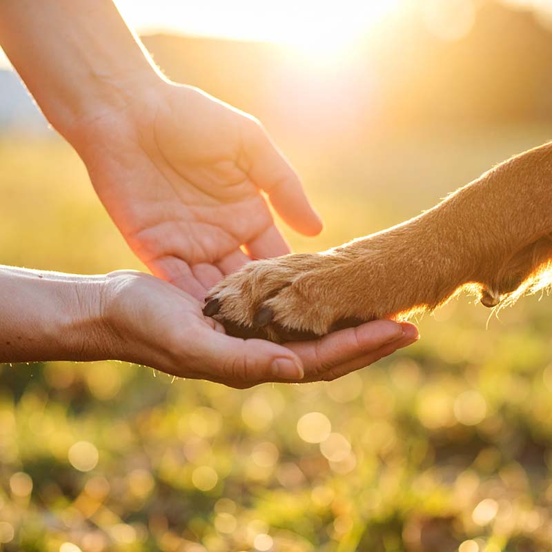 Bindung und Beziehungsentwicklung