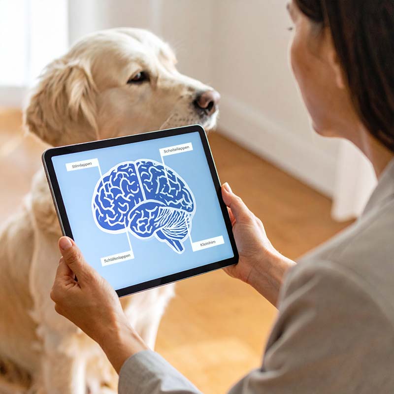 Neurobiologische Grundlagen von Aggression bei Hunden und deren praktische Anwendung