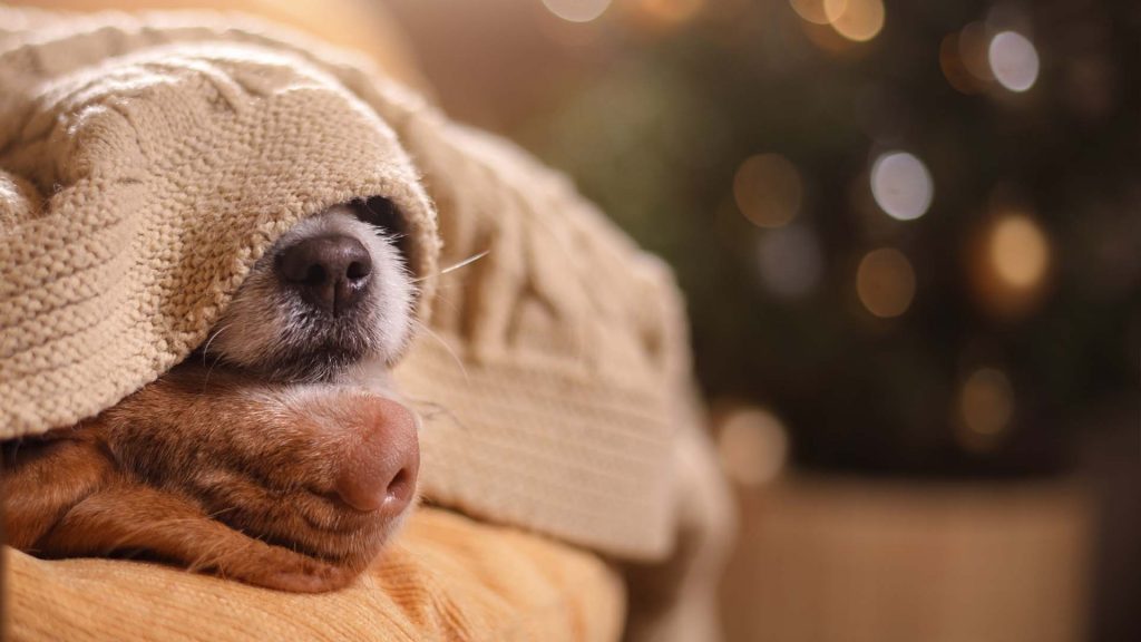Zwei Hunde liegen entspannt auf dem Sofa unter einer Decke, sodass nur die Nasen rausgucken.