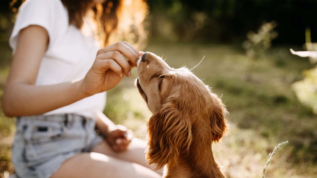Hundehalterin sitzt im Gras und gibt ihrem Hund ein Leckerli – ruhige Trainingssituation mit Fokus auf Motivation und Aufmerksamkeit.