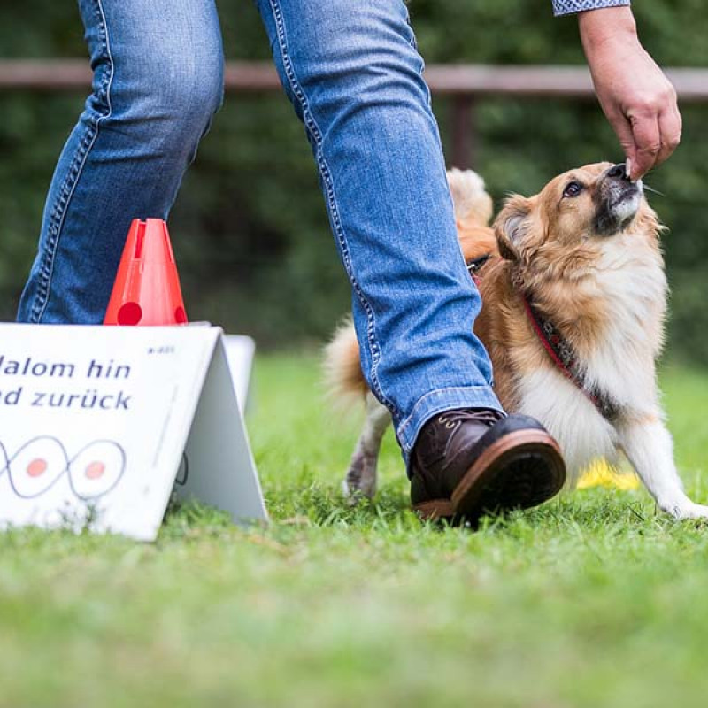 Online-Seminar: Konzentration trifft Teamgeist