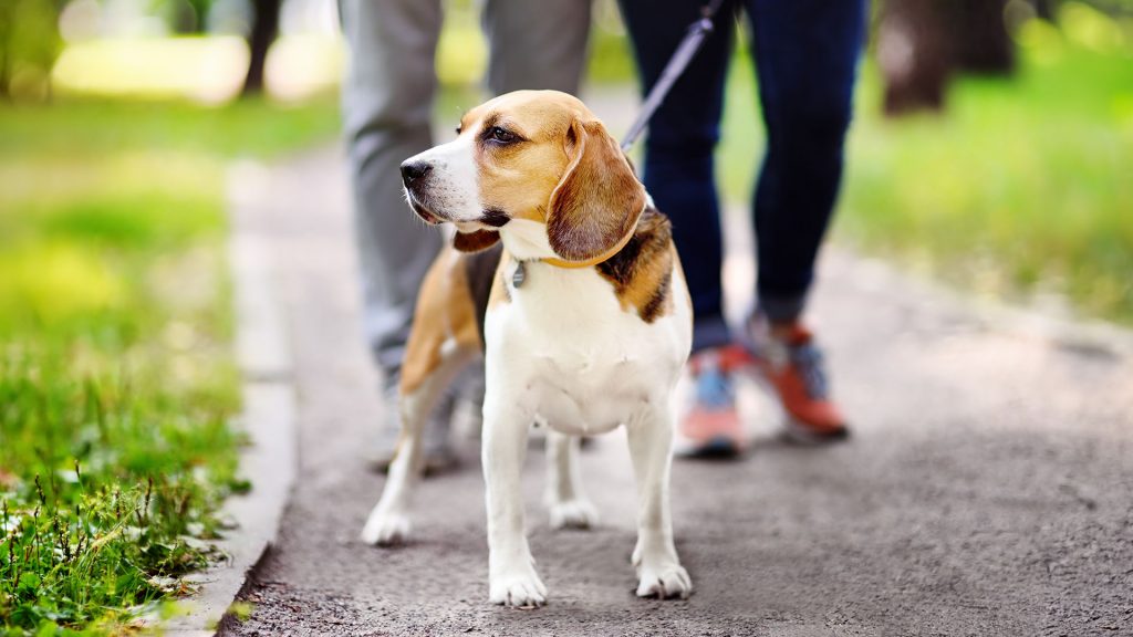 Beagle läuft an gespannter Leine neben zwei Personen auf einem Gehweg und schaut aufmerksam zur Seite.