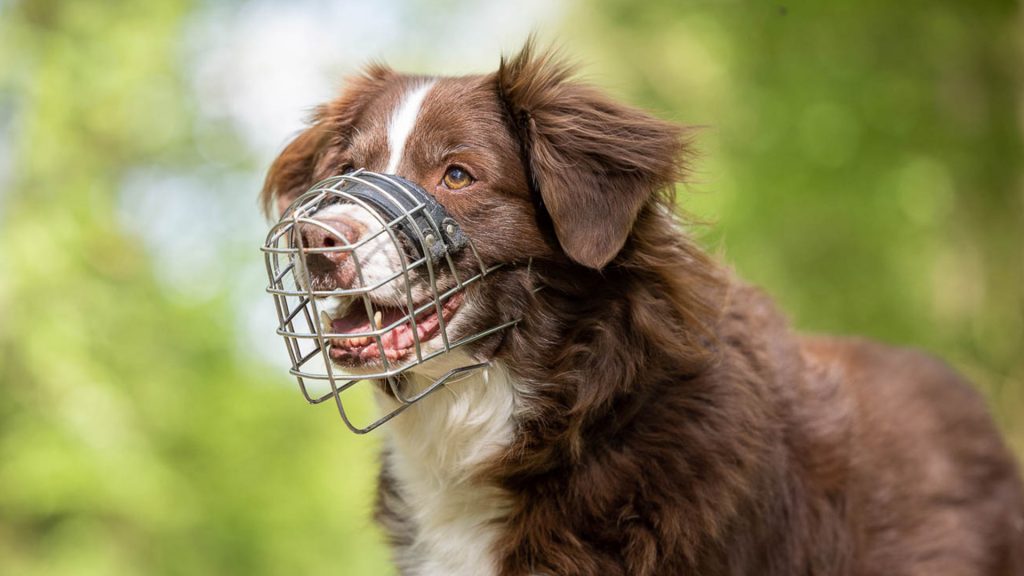 Junger Hund trägt einen Drahtgitter-Maulkorb und hat das Maul leicht geöffnet