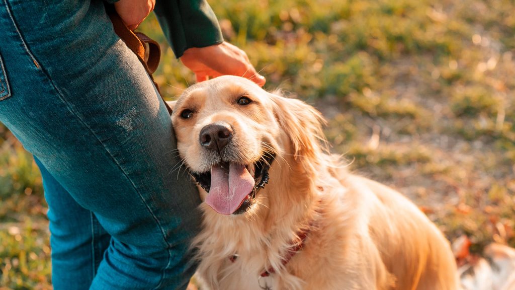 Golden Retriever lehnt entspannt an den Beinen eines Menschen und wird im warmen Abendlicht gestreichelt.