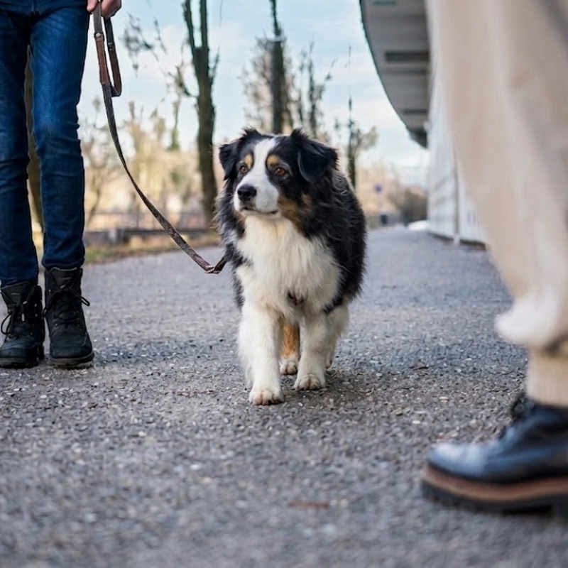 Der Bewegungsapparat des Hundes und seine häufigsten Erkrankungen Früh erkennen – Prophylaxe / Prävention