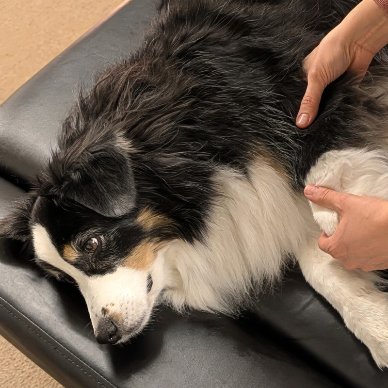Bewegungsauffälligkeiten beim Hund – erkennen, behandeln Orthopädisch? Neurologisch? Ein Wegweiser