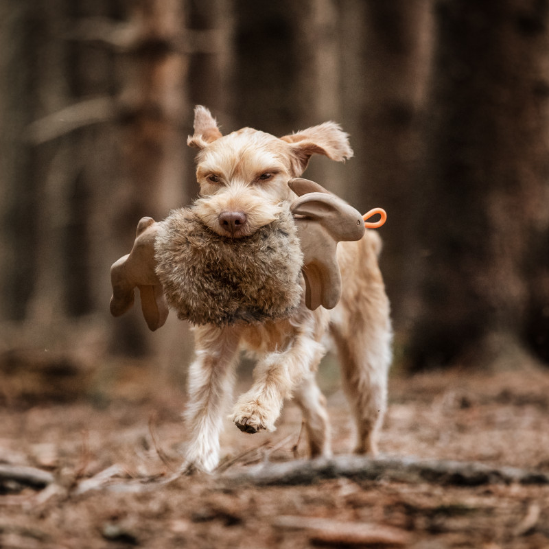 Jagdkontrolltraining – Und was das Ganze mit Suchen und Apportieren zu tun hat.