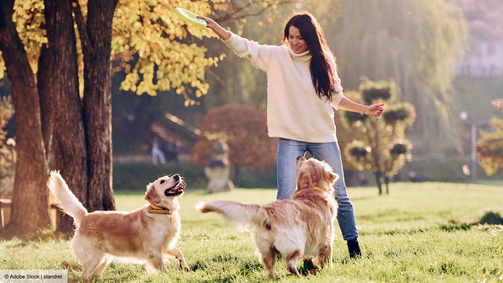 Eine Frau begleitet zwei Hunde bei einer gemeinsamen Begegnung auf einer Wiese.