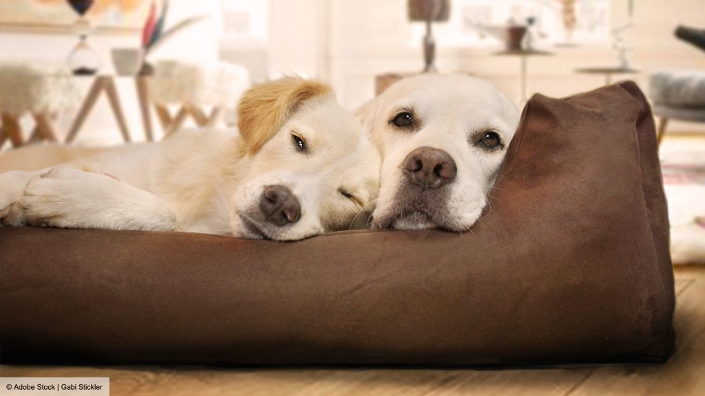 Zwei helle Hunde liegen eng aneinander in einem braunen Hundebett.