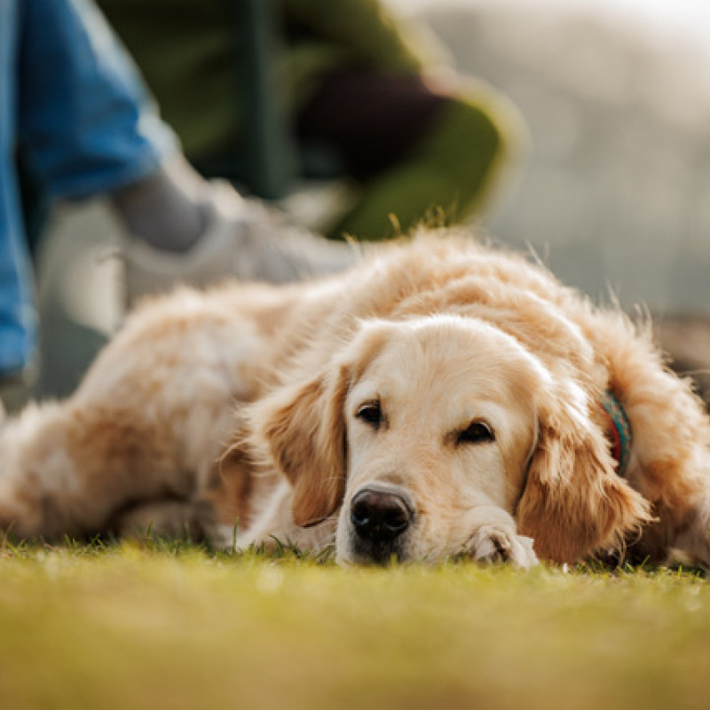 Resilienz bei Mensch und Hund Gemeinsam wachsen in herausfordernden Zeiten