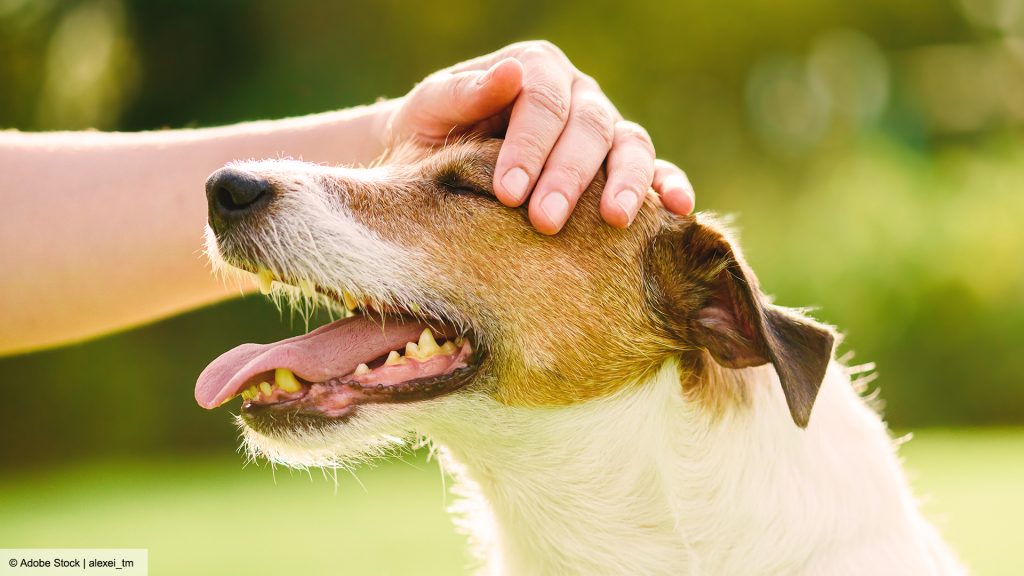 Mensch streichelt einen Hund am Kopf im Freien.