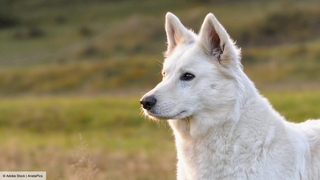 Weißer Schweizer Schäferhund mit aufgerichteten Ohren und aufmerksamem Blick vor einer unscharfen grünen Naturlandschaft.