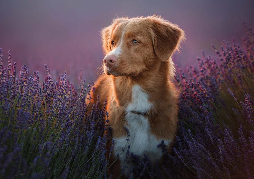 ZFU-Siegel für die Online-Weiterbildung „Coach für Mentale Aromatherapie für Hunde“