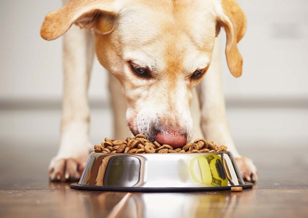 Ein blonder Labrador frisst Trockenfutter aus einem Edelstahlnapf