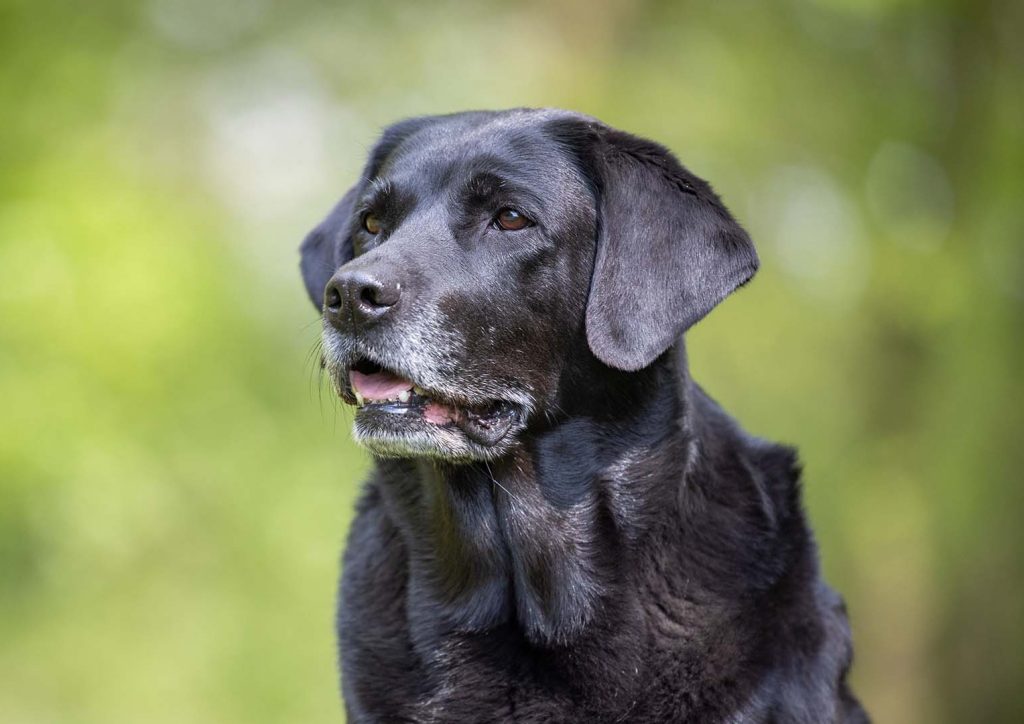 Bildlink zur Info-Seite „Geriatriecoach für Hunde“