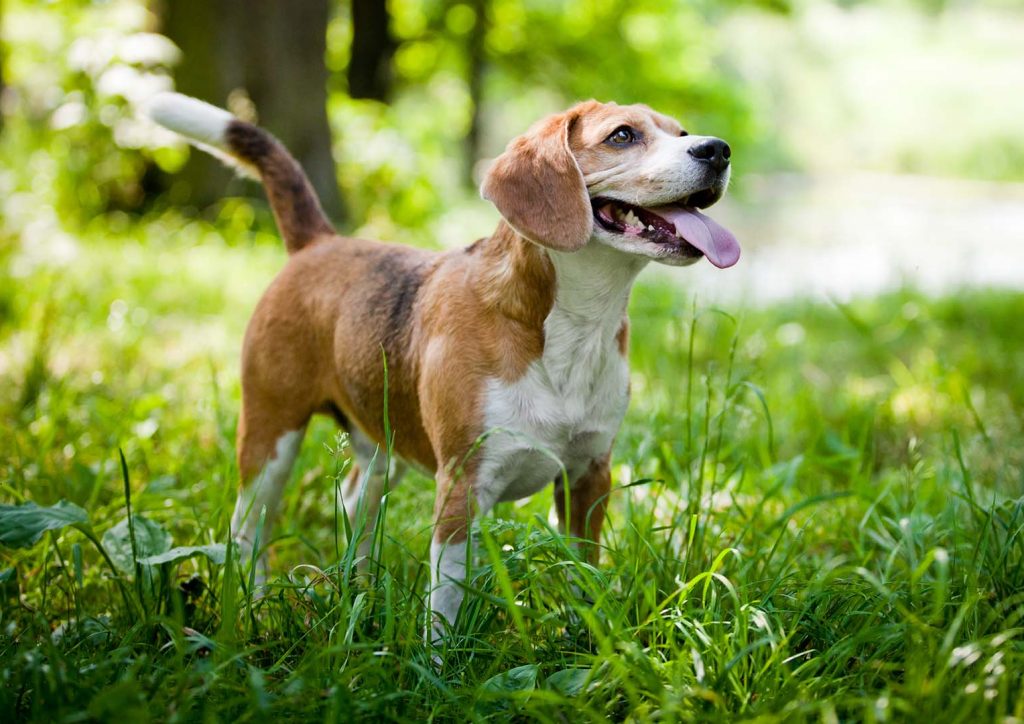 Bildlink zur Info-Seite „Mentalcoach Naturheilkunde für Hunde (3 in 1)“