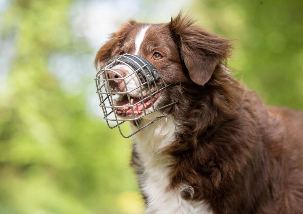 Fröhlich guckender Hund, der angeleint auf einem Waldweg steht und einen Maulkorb trägt.