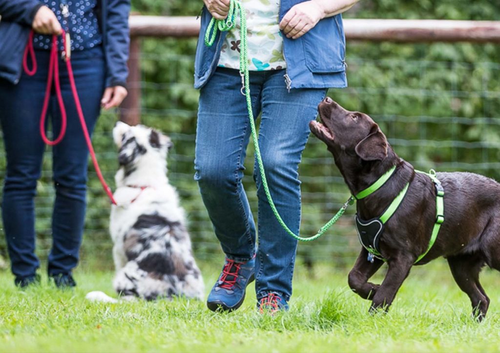 Hundehalter trainieren mit ihren Welpen unter Anleitung eines Welpencoaches auf einem Hundeplatz